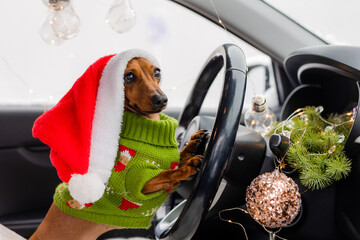 a cute funny dachshund dog in a Santa hat and a green knitted sweater is driving a car for the New...