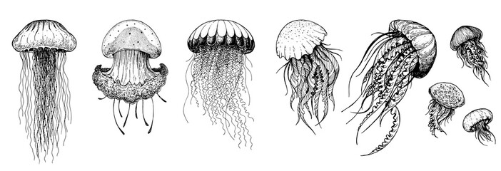 Jellyfish sketch set. Hand drawn vector illustration. Sea jellyfish collection. Design elements. Engraved style. - obrazy, fototapety, plakaty