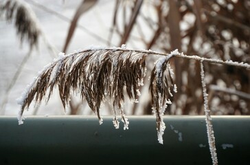 Schilfgras mit Eiszapfen vor grüngrauem Stahlgeländer und gefrorenem Teich bei Frost, Eis und...