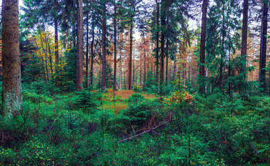 Obraz premium misty evergreen forest