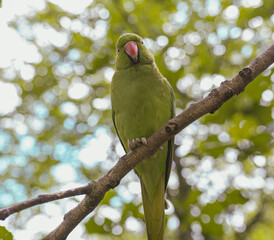 Parrot on Branch