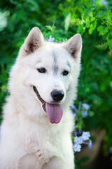 Obraz premium Siberian husky puppy on the street 