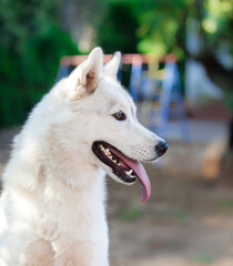 Siberian husky puppy on the street	