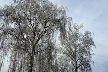 Schneebedeckte hohe Birkenbäume vor blaugrauem Himmel bei Frost, Eis und Kälte am Nachmittag im Winter