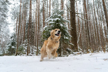 Golden Retriever in the winter forest. Old dog for a walk.