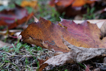 Autumn leaf lying on a green floor.