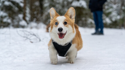 Portrait of a corgi puppy with multi-colored eyes on a walk.