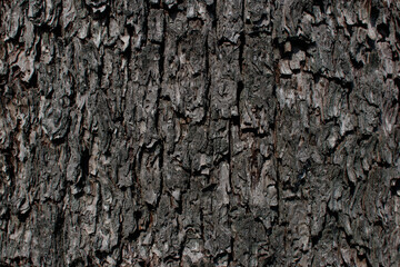 dry tree bark texture and background