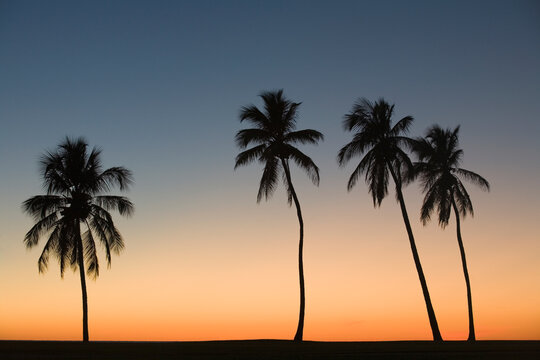 Silhouette of four palm trees on the beach