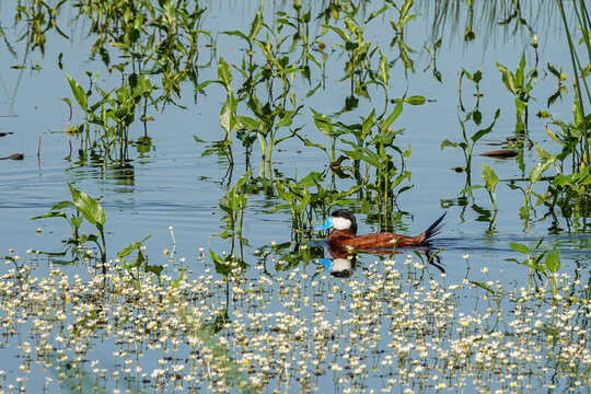 blue billed duck swimming amongst water lilies 