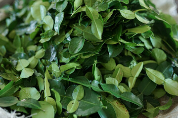 Fresh lime leaves are sold in traditional markets