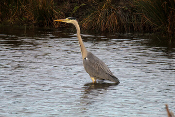 A beautiful grey Heron standing in a lake, the bird is hungry and looking for food.