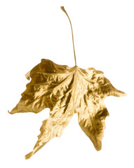 Fototapeta premium Fall gold dry autumn leaves
