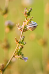 Meadow grass illuminated by the afternoon sun.
