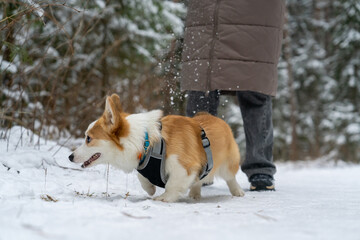 Portrait of a corgi puppy for a walk.