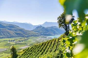 Weinberglandschaft rund um den Kalterer See im S&uuml;den S&uuml;dtirols