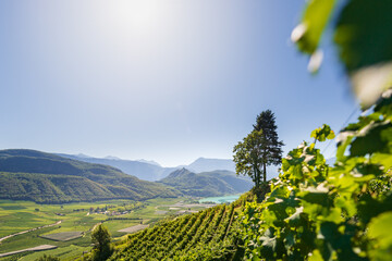 Weinberglandschaft rund um den Kalterer See im S&uuml;den S&uuml;dtirols