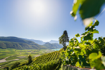 Weinberglandschaft rund um den Kalterer See im S&uuml;den S&uuml;dtirols