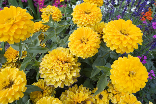 Close up of Muns in a garden.