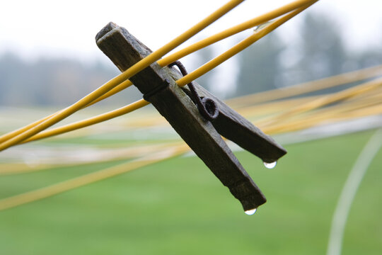 Wet clothes pin on clothes lines.