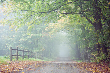 Dried leaves on a vacant road.