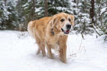 Golden Retriever in the winter forest. Old dog for a walk.