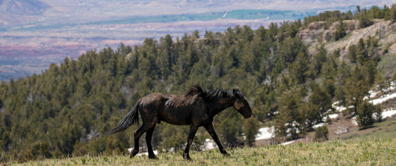 Dirt covered Black stallion wild horse in the central Rocky Mountains of the western United States