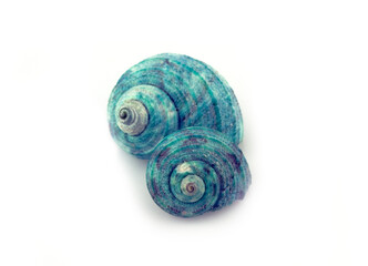 shell © Przemysaw