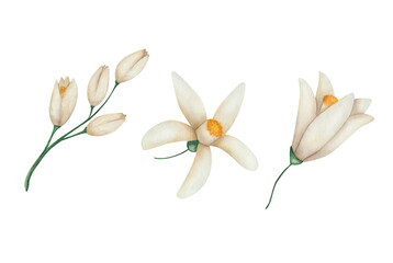 Watercolor illustration. Hand painted white blooming flowers with five petals, yellow center, buds. Orange tree flowers. Isolated floral clip art for summer, spring wedding invitations, textile prints