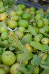 Green fresh Guavas