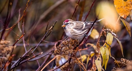 Female Common Redpoll (Acanthis flammea), immature, perched on a branch, in the fall, with yellow leaves