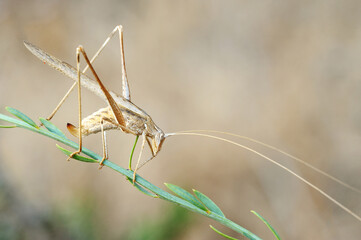 Closeup of the nature of Israel