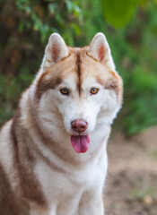 Siberian husky puppy on the street	