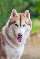 Obraz premium Siberian husky puppy on the street 