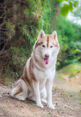 Siberian husky puppy on the street	