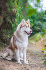 Siberian husky puppy on the street	