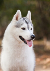 beautiful siberian husky in the park