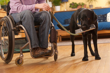Service dog picking up the remote for a woman with multiple sclerosis in a wheelchair