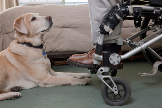 Man in a wheelchair with a Spinal Cord Injury with a service dog