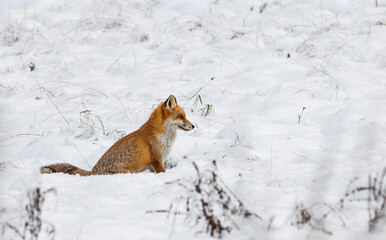 red fox vulpes