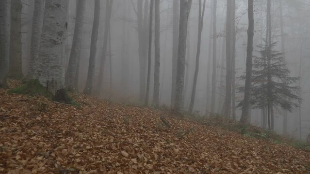 Front view ground level walk into the misty woods in fall season