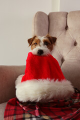 Wire Haired Jack Russell Terrier puppy as Christmas present. The cutest rough coated pup with Santa's hat. Close up, copy space, background.