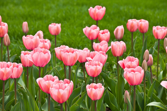 Pink tulips in the Boston Public Garden, Boston, Massachusetts, USA