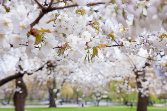 Cherry blossoms in Boston Public Garden, Boston, Massachusetts, USA