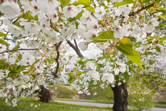 Cherry Blossom in Arnold Arboretum, Jamaica Plain, Boston, Massachusetts, USA