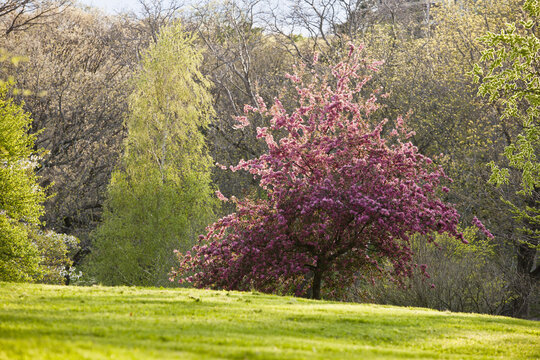 Cherry Blossoms in Arnold Arboretum, Jamaica Plain, Boston, Massachusetts, USA