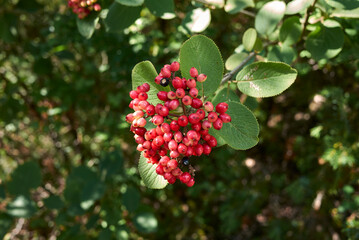 Viburnum lantana 
