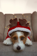 Adorable wire haired Jack Russell Terrier puppy wearing a Christmas reindeer costume with horns. The cutest rough coated pup in a party suit. Close up, copy space, background.