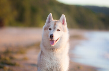 Siberian husky puppy on the street  © Ilona Didkovska