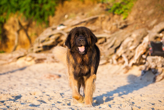 Beautiful big dog breed leonberger